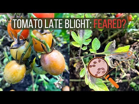 How to Identify and Cure Late Blight of Tomato (Phytophthora infestans)