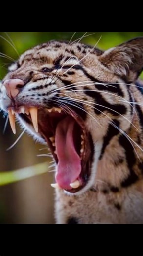 🌙 Clouded Leopard isn’t just beautiful—it’s a silent climber, a night hunter#CloudedLeopard