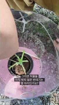 성충된 두 마리 나비 풀어주고 남은 번데기 네 마리를 세는 아기빡쪼 #나비 #알 #애벌레 #번데기 #성충 #완전탈바꿈 #완전변태 #방생 #나비기르기세트