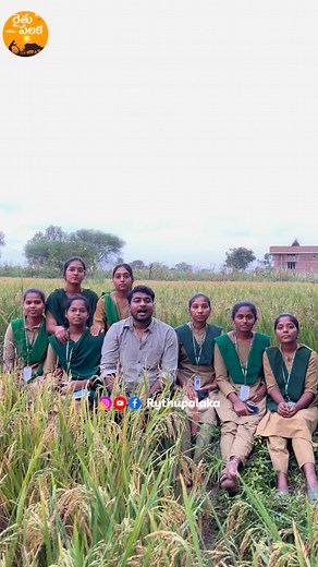 643K views · 17K reactions | ప్రతీ AGRICULTURE STUDENT 六‍ కి Share చేయండి!  . . . . . #Information #Agriculture #students #viral #real #career #farmers #trending #bigboss #telugu #telangana #trapcrop #rythupalaka #raithubidda #raithukastalu #raithukastalu #students ✊✊ #farmer #farming #saftey #farmlife #farm #farmlifestyle #village #villagelife #villagelifestyle #telugu #telangana #harvesting | Rythupalaka | Facebook