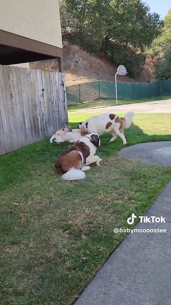 Volume up!!! 😂😂😂