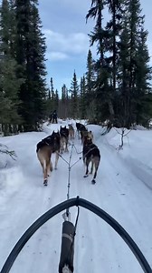 149 reactions · 16 shares | Experience Alaska’s beauty on the back of a dog sled. Learn more about dog sledding tours in Southcentral Alaska here: https://bit.ly/3Of9UMC | Visit Anchorage | Facebook