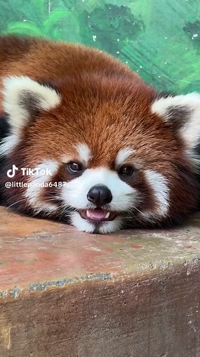 Take a Break and Relax with a Red Panda Hug