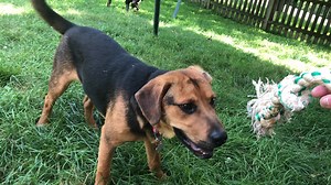 Adoptable Reggie arrived! Sweet boy, good with everyone! Email application adopt@savethetails.org 1 yr 39 lbs short fella | Save the Tails, Inc