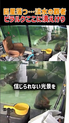 巨星落つ…淡水の覇者ピラルク！ここに潰えけり #ピラルク #巨大魚 #淡水の王者 #巨星落つ #アクアリウム #命の尊さ #別れ #幕切れ #巨大魚伝説