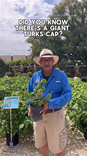 4.8K views · 329 reactions | Did you know there’s a giant Turk’s Cap?...