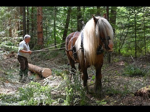 Démonstration de débardage de bois avec un cheval (4K) - Livradois - Auvergne - France