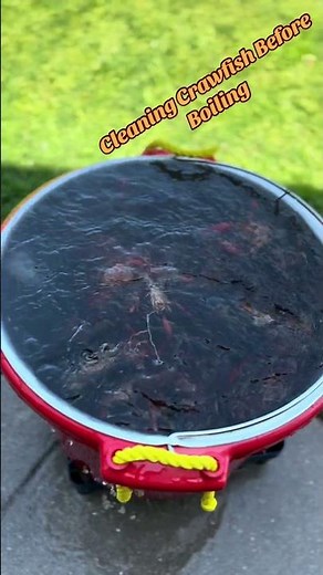 How to Wash Crawfish Before Cooking! 🦞🚿 #SeafoodPrep #crawfishboil