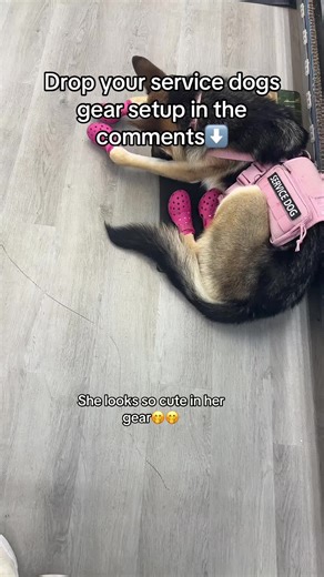 Adorable German Shepherd in Service Dog Gear