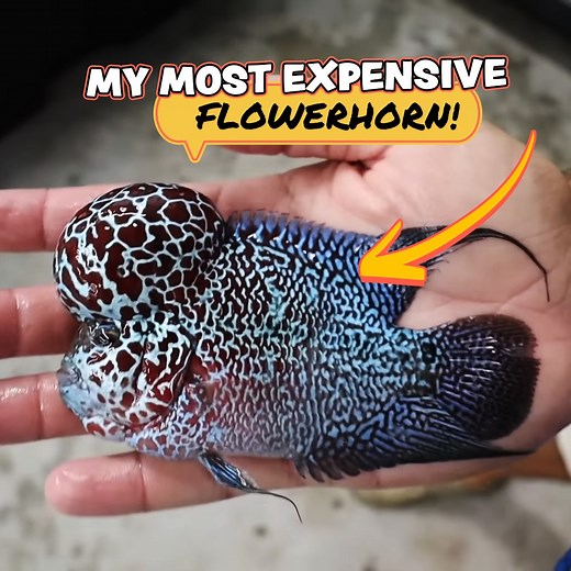 This Is By Far My Most Expensive Flowerhorn! 🐠 | Paul Cuffaro