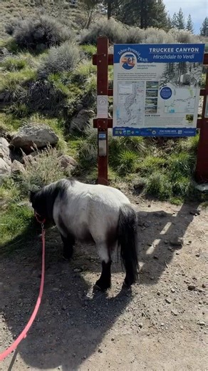 Peekaboo the Mini Horse’s adventure in Truckee Canyon. #peekabootheminihorse