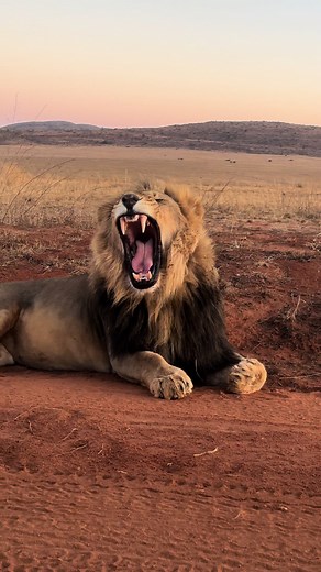 Roaring Lion vs Tiger Videos