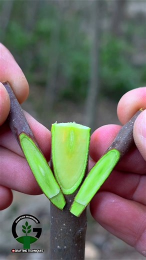 Grafting apple tree | Grafting plants | Easy grafting techniques for plant grafting #nature #bonsai