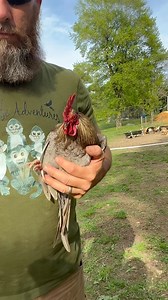 233K views · 12K reactions | Had to go rescue our little rooster while the monkeys was having nakey time 冀 | Our Life Adventures | Facebook