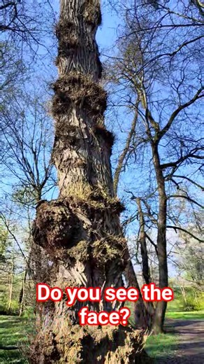 Do you see the face in this tree? 😳👀 #nature #shorts