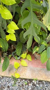 propagating neon pothos #propagating #neonpothos #plants #HappyPlanting #everyonehighlights | Jayson Gaylan
