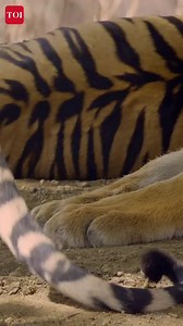 179K views · 993 reactions | The Lego Group in India in association with a local mall of Navi Mumbai achieved the Guinness record for the ‘Most Carriages in a Toy Train’ on January 4. | The Times of India | Facebook