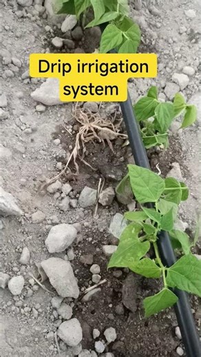 Benefits of Drip Irrigation Every Farmer Must Know 💧🌱” to save water