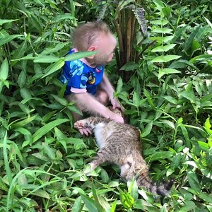 6K views · 275 reactions | OMG!!! Baby monkey fight with baby Cat so temper | Vlog Monkey | Facebook