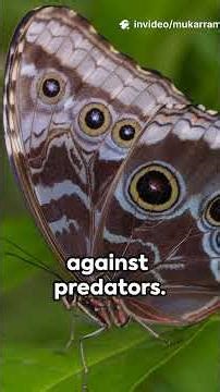 The Blue Morpho Butterfly 🦋✨