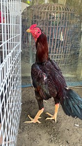 🔥🔥🔥 | Java Aseel