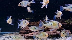 17K views · 5.9K reactions | One of favourite cichlids....Wild Threadfin Acara, the adult colour on these cannot be beaten 珞 | Pier Aquatics | Facebook