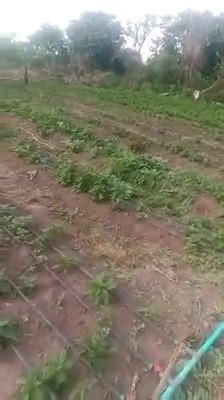 Dry season irrigation farming is the cultivation of crops during periods of low rainfall using irrigation to supply water. This practice relies on sources like wells, rivers, or stored rainwater and uses techniques such as drip, sprinkler, or furrow irrigation to deliver water efficiently, often allowing for higher yields and a more consistent food supply. It is an effective way to increase agricultural productivity during times when rain is not sufficient. BENEFITS OF DRY SEASON FARMING * By pr