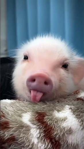 Cute Piglets Playing | Adorable Baby Pigs Moments