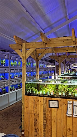 I had a great time visiting @h2ohabitat recently, filming a fish store tour. A brilliant display of aquariums and livestock, a massive credit to the owner Rob and team. Full shop tour coming out on YouTube this Sunday! #aquarium #pond #aquariumhobby #aquariummaintenanceservice #aquariummaintenance #aquascape #fish #fishtank #fishkeeping #aquatic #aquariums #ponds #aquaticelements #reef #reeftank #tropicalfish #tropicalaquarium #koi #koipond #fishkeeper #surrey | Aquatic Elements