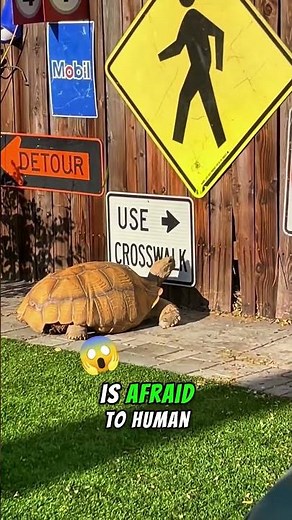 🐢✨ They Forget They're Slow! - The Funniest & Fastest Turtles You'll Ever See! #ViralAnimals #usa