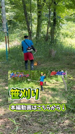 雨で伸びた笹を草刈り機で刈りました 本編動画はこちらから