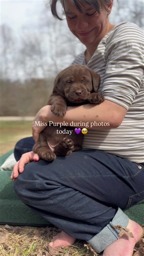 Meet Our Adorable Chocolate Lab Puppies!