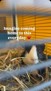 Imagine coming home to this everyday… Happy Adopt a Shelter Pet Day!! If you’re looking for a reason, here is your sign 😉 Stop by PHS/SPCA to adopt a new buddy! Visit www.PHS-SPCA.org for more info! #phsspca #imaginecominghometothis #imaginethis #wags #bayareapets #adoptdontshop #nationaladoptashelterpetday | Peninsula Humane Society & SPCA
