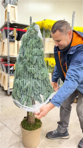 41K views · 64 reactions |  Alberi di Pino Nobilis pronti da decorare!  Corri a scoprirli presso il nostro Cash and Carry di Angri, vivi la magia del Natale con i prodotti Ercolano Flora Group! Disponibili in diverse misure:   1,30m   1,50m   1,70m   2m #ercolanofloragroup #abeti #nobilis | Ercolano Flora Srl - Green Italy | Facebook