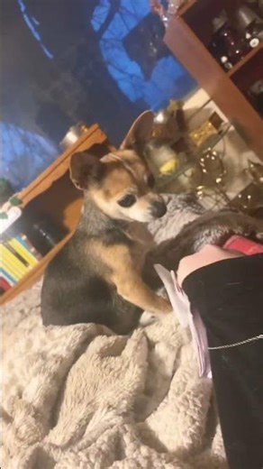 Derpy meets dogs 🐕