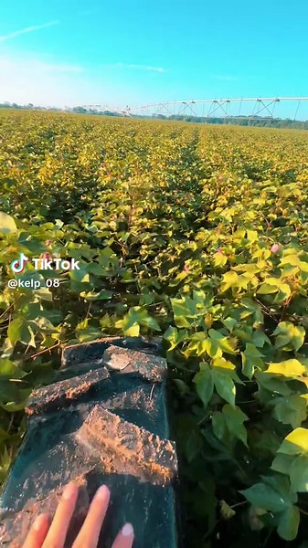 Irrigation Techniques for Cotton Farming
