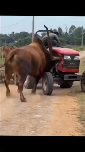 Cow Smashes Tractor in Seconds 😱🐂 #shorts