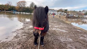 Patrick The Pony visits Stoke Gabriel #StokeGabriel | The Adventures Of Patrick The Pony