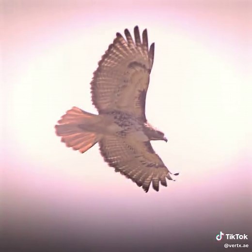 bro literally said raaahhh | eagle scream