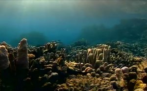 Austraila's Great Barrier Reef （Full Documentary）