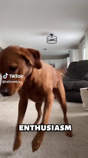 Labrador vs Golden Retriever: Key Differences Explained