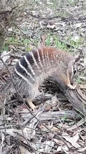 Numbats are overheating because Australia is getting too hot for them 🥵⁠ ⁠ Numbats (Myrmecobius fasciatus), which are unusual marsupials in that they are active during the day, eat termites hidden under wooden logs and topsoil. Since these insects are a low-calorie meal, numbats – which typically weigh around 500 grams – have evolved fur that absorbs heat from the sun, saving calories that would otherwise go towards generating body heat.⁠ ⁠ As temperatures rise, that evolutionary trait may be b