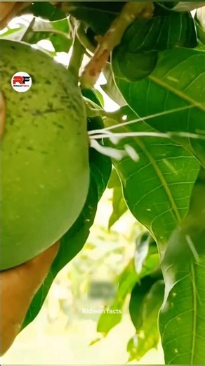 What Is the Sap That Comes Out of Raw Mango?