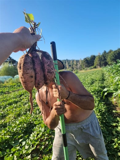 Getting ready for our main kumara and peruperu hauhake over 3 maara spaces. The yields on the peruperu haven't been rhe best so far this season but the kumara is looking healthy as and robust @highlight Checking ground and soil conditions so we can be ready to sow our autumn and winter cover crops and plan for our winter vegetable planting #fyp #kumara #garden #gardeners #hokianga #maara #peruperu #harvest #northland #newzealand #tetaitokerau #Kai #FFN #matauranga #selfsufficiency #fyp | Thãt Fû