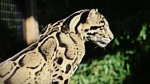 25K views · 605 reactions | Spots and all, leopards are some of the most fascinating animals in the Wild Kingdom. | Mutual of Omaha's Wild Kingdom | Facebook