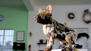 From the latest technologies in film making to the hidden secrets of the human body. Learn something new every day with mindblowing shows. Subscribe to Sony Networks HAPPY INDIA pack today to continue watching your favourite infotainment channel. #FeelAlive | Sony BBC Earth