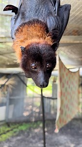 Happy #Baturday! Variable Flying Fox, Frick, is making sure to look at this weekend from many different perspectives. Just one of the many perks of being a bat! 🦇🦇 #animals #bats #cute #florida #nonprofit | Lubee Bat Conservancy