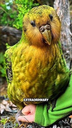Kakapo: The Giant Parrot That Can't Fly!