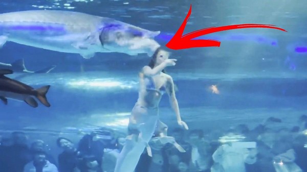 Giant fish tries to bite a mermaid's head off during show in China