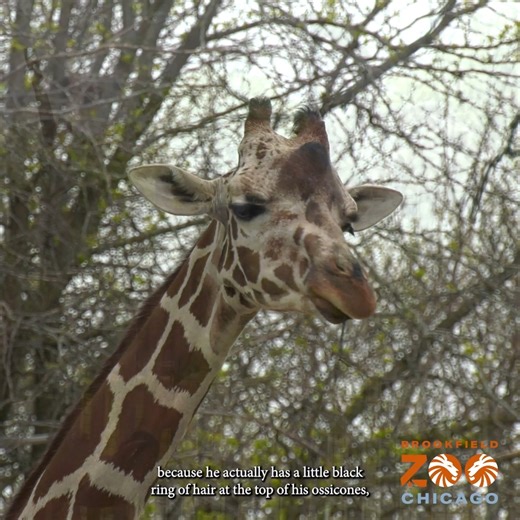 11K views · 322 reactions | Unlock the secret language of spots!  漣 A reticulated giraffe's spots are unique to them, much like a human fingerprint, and they're a great tool that helps our team figure out who's who. Learn more in our latest video about how to tell these gentle giants in our giraffe group apart! #ReticulatedGiraffes #Giraffes #giraffelove #giraffelife #giraffelovers #giraffefamily | Brookfield Zoo Chicago | Facebook